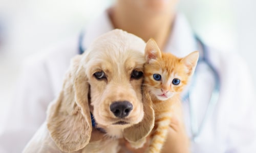 Vet,Examining,Dog,And,Cat.,Puppy,And,Kitten,At,Veterinarian
