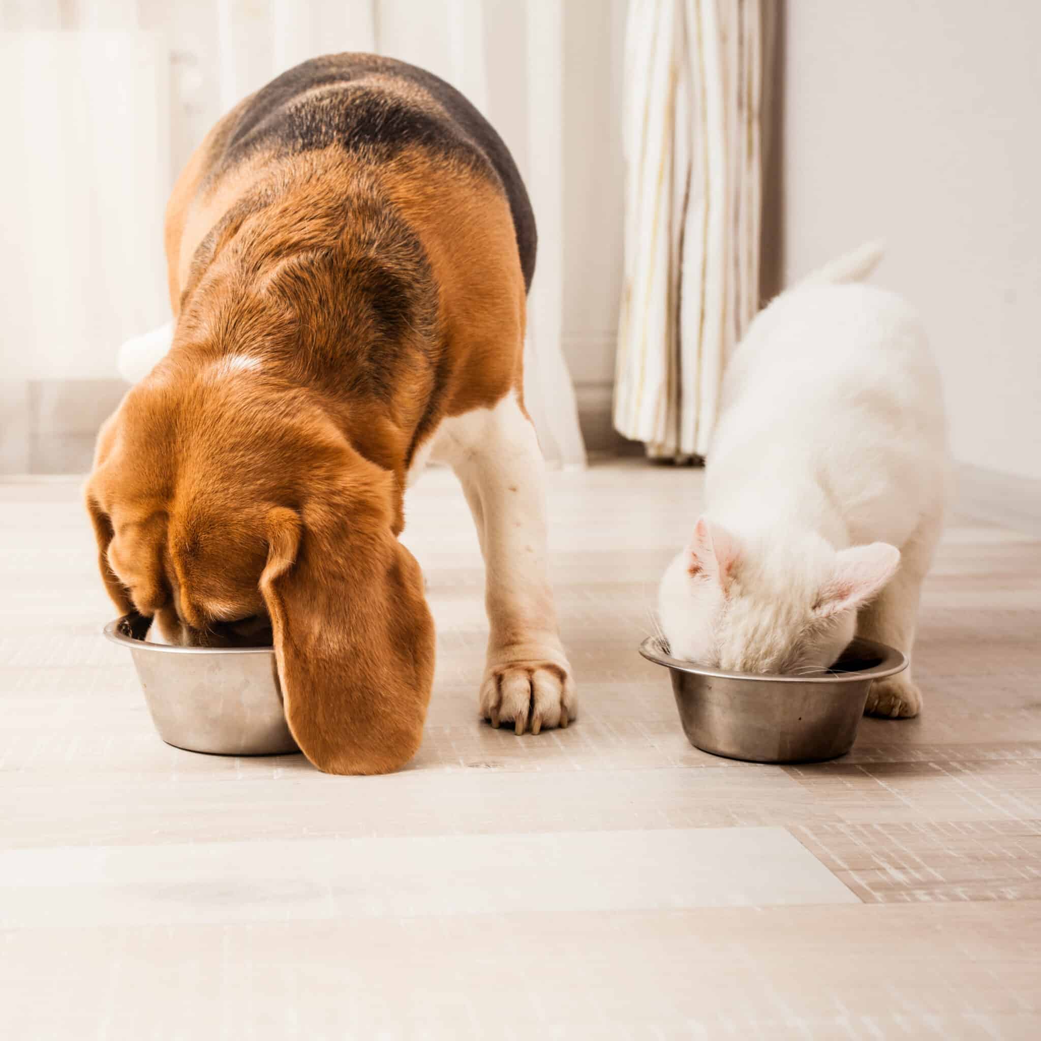 Very,Hungry,Pets
