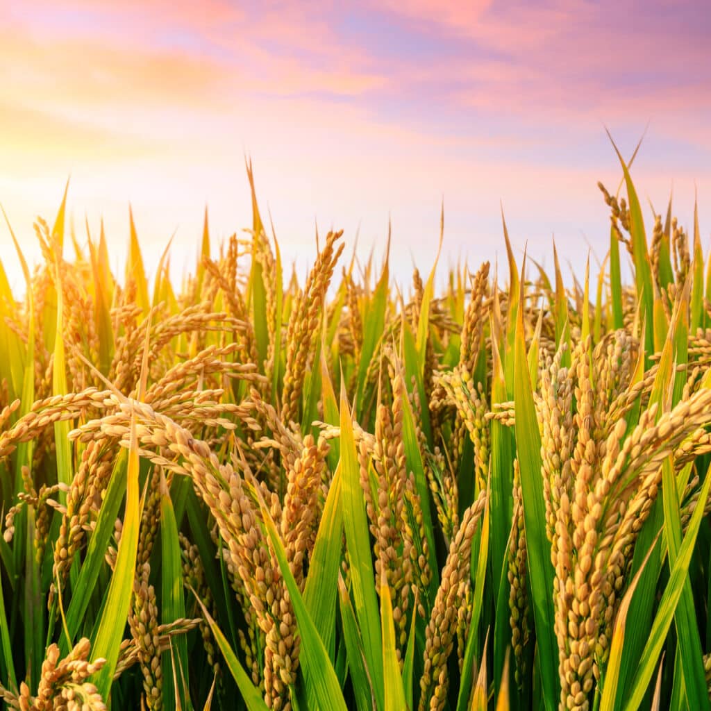 Ripe,Rice,Field,And,Sky,Background,At,Sunset,Time,With