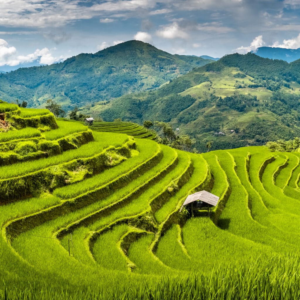 Landscape,Panorama,Of,Vietnam,,Terraced,Rice,Fields,Of,Hoang,Su